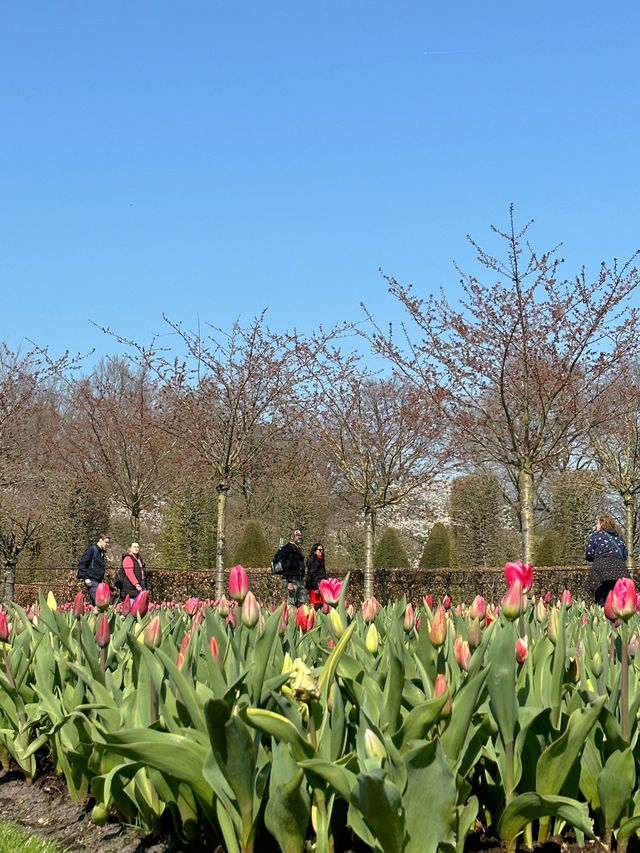 阿姆斯特丹🇳🇱 庫肯霍夫公園🌷 （Keukenhof）