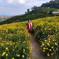 Isn't Korea BUT Chiang Mai Thailand!
