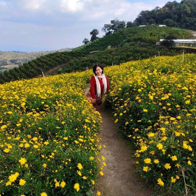 Isn't Korea BUT Chiang Mai Thailand!