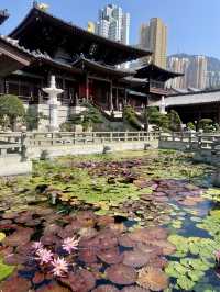 🌺🌼如世外桃源般的「志蓮淨苑」🪷🤩