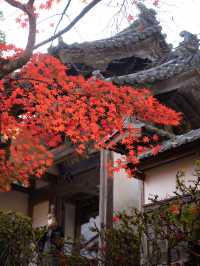🍁✨ 秋の龍穏寺で静寂と紅葉美を堪能しよう ✨🍁