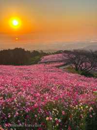 日の出と海とコスモスの絶景！長崎県・白木峰高原