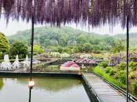 🇯🇵 東京近郊紫藤花💜