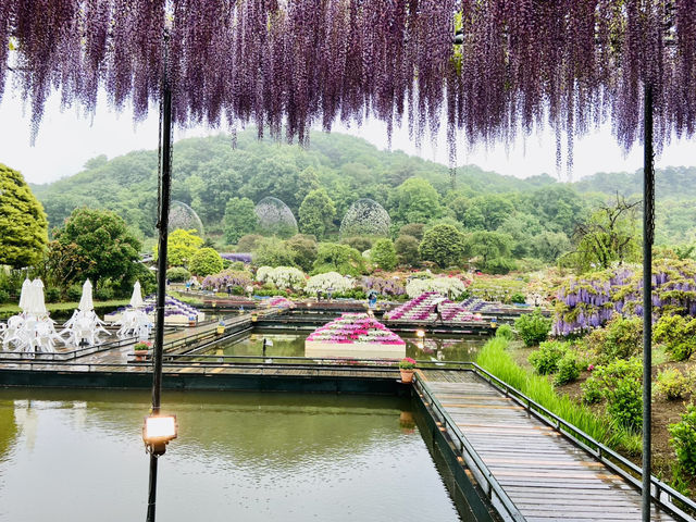 🇯🇵 東京近郊紫藤花💜