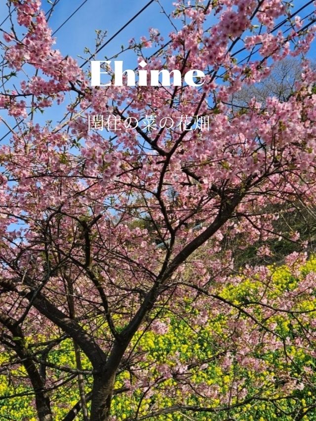 【まるで花の絨毯】