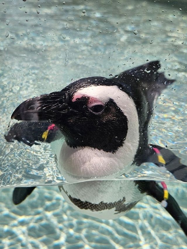 마린월드 우미노나카미치에서 만나는 귀여운 펭귄 퍼레이드🐧✨