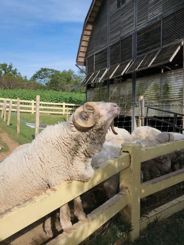 ✨Up close and personal with sheeps 