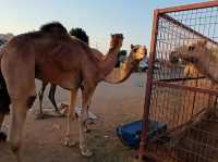 A visit to camel market in Al-Ain, Abu Dhabi