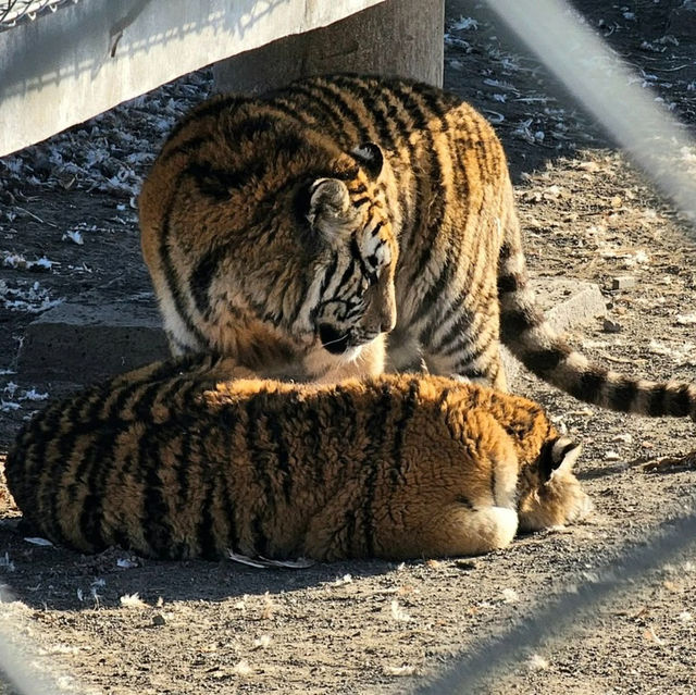 Roaring Adventure at Siberian Tiger Park, Harbin 🐅