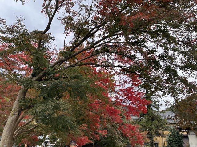 高尾山で紅葉狩り@東京・八王子🍁