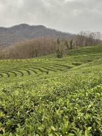 Small but cozy tea plantations in Sochi