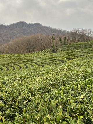 索契舒適愜意的小茶園