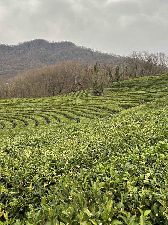 Small but cozy tea plantations in Sochi