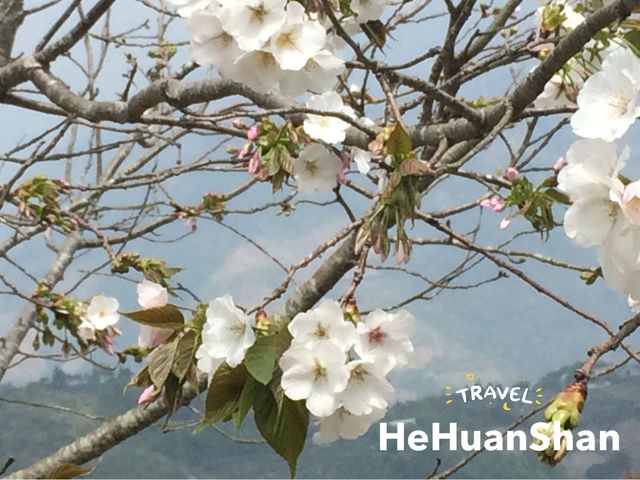 🏔️🌳สัมผัสความยิ่งใหญ่ของธรรมชาติที่ Hehuanshan