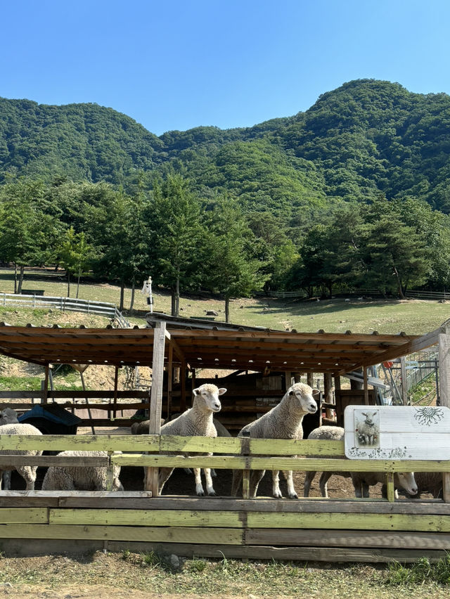 가까운 춘천으로 떠나보자