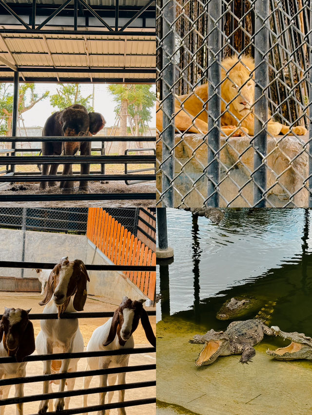 泰國曼谷必去景點🦒大城獅子動物園🐅🦓
