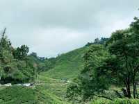 Scenic Ascent to BOH Sungai Palas Tea Viewpoint!
