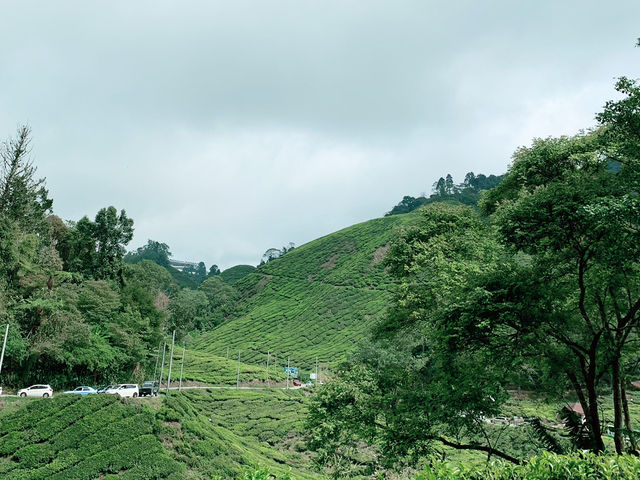 Scenic Ascent to BOH Sungai Palas Tea Viewpoint!