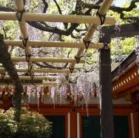 【奈良県】 我が国最古の万葉植物園　藤を見に行こう🍇