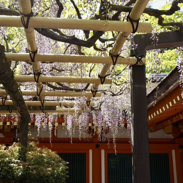 【奈良県】 我が国最古の万葉植物園　藤を見に行こう🍇