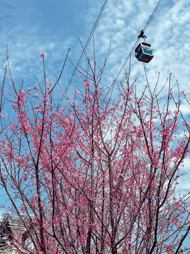 Beautiful Sakura in Hong Kong 