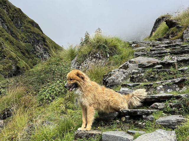 徒步天堂！尼泊爾ABC路線，雪山、驢子、小狗陪你走全程🐴🐶🏔
