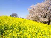 【埼玉県】日本のさくらの名所100選！菜の花とのコラボ「熊谷桜堤」