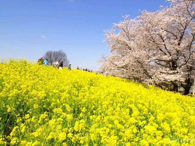 【埼玉県】日本のさくらの名所100選！菜の花とのコラボ「熊谷桜堤」
