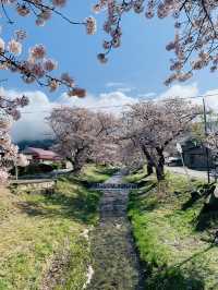 Kannonji River ซากุระริมน้ำสุดโรแมนติกแห่งฟุคุชิมะ