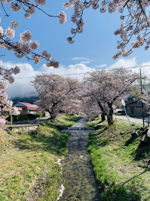 Kannonji River ซากุระริมน้ำสุดโรแมนติกแห่งฟุคุชิมะ