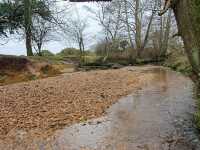New Forest National Park