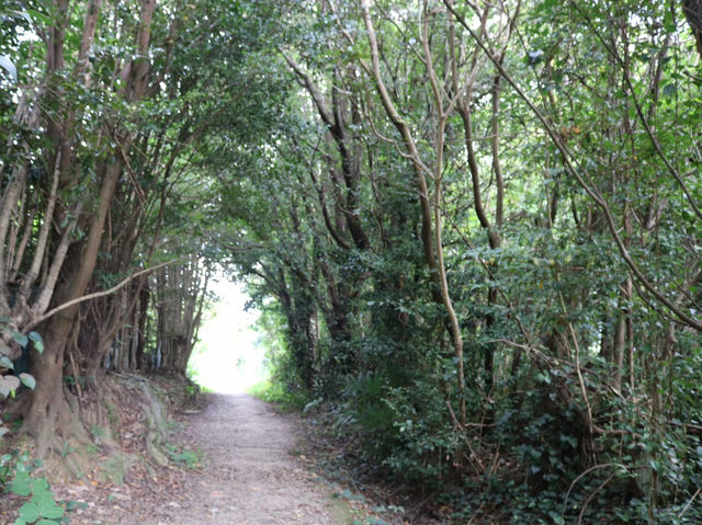 【アートの島】愛知県🇯🇵佐久島