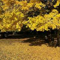 Hikarigaoka Park (光が丘公園)