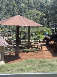 チェンマイ🇹🇭🐘と触れ合えるcafe