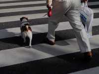 พาเดินเล่น Ueno Park กิจกรรมเพียบ!