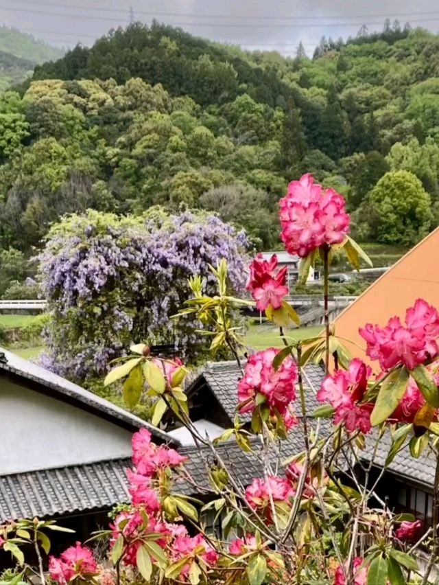 天に昇っているような藤