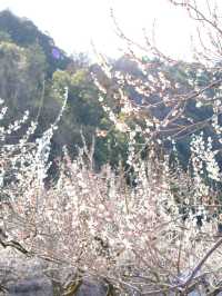 【埼玉×越生梅林】関東三大梅林のひとつ  幸せを招く福寿草も・・