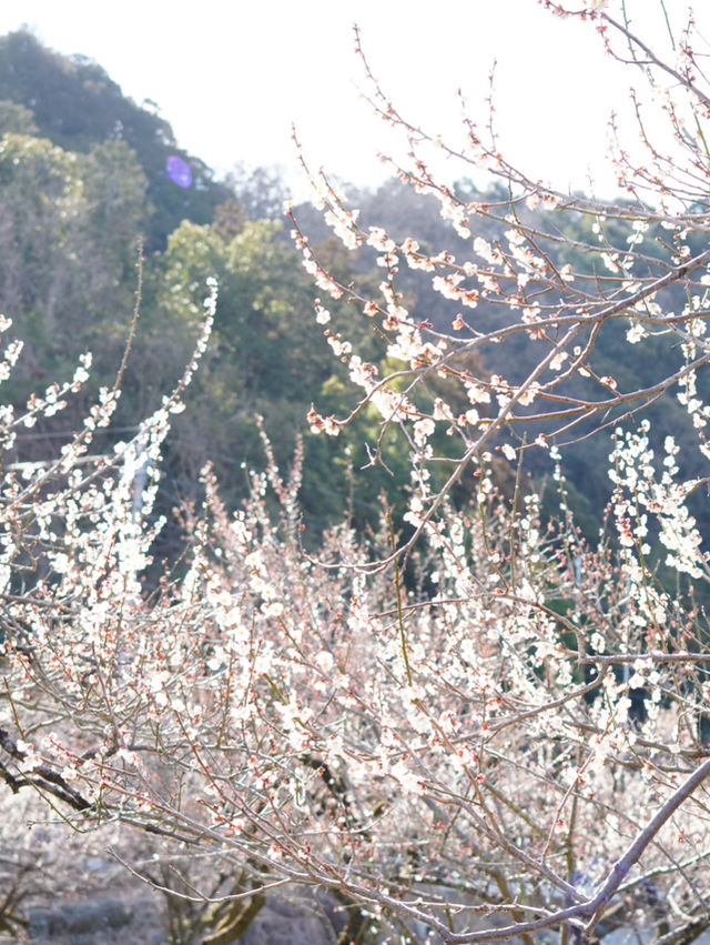 【埼玉×越生梅林】関東三大梅林のひとつ  幸せを招く福寿草も・・