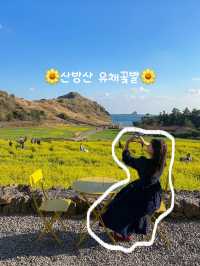🌼유채꽃밭 지금 가야할 곳🌼