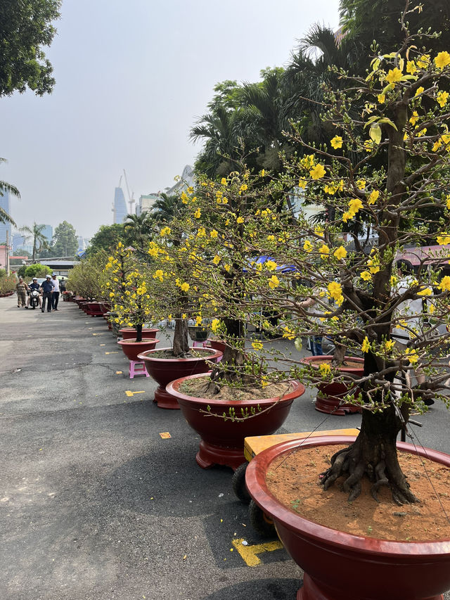 Trung Tam Thuong: A Hidden Gem of Spring Blooms