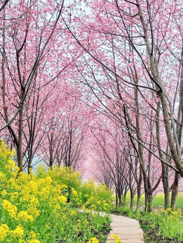 財伯櫻花果園 新竹在地超美櫻花海