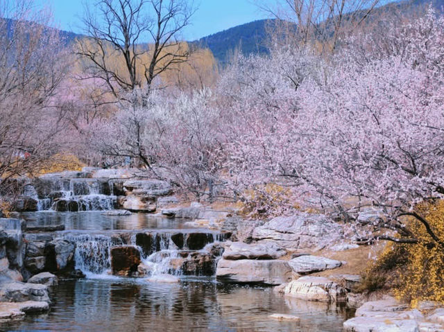 Peach Blossoms at the Haidian National Botanical Garden