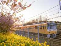 Chasing Sakura at Miurakaigan