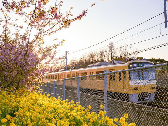 Chasing Sakura at Miurakaigan