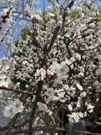 A Serendipitous Bloom: Cherry Blossoms at Nanxun Ancient Town East Gate