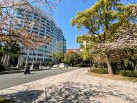 福岡-天神中央公園，河岸吉野櫻綻放美如畫！