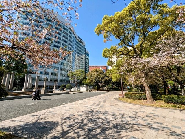 福岡-天神中央公園，河岸吉野櫻綻放美如畫！