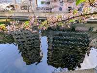 福岡-天神中央公園，河岸吉野櫻綻放美如畫！