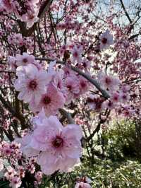 A Floral Paradise: Admiring Cherry Blossoms & Magnolias in Zhengzhou’s People’s Park