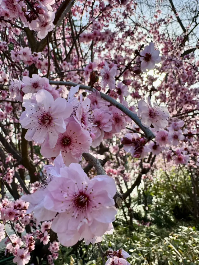 A Floral Paradise: Admiring Cherry Blossoms & Magnolias in Zhengzhou’s People’s Park